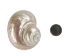 Natural Pearl Polished Turbo Imperialis Shell: Small - 1143-P-PL-S (Y3L)
