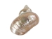Natural Pearl Polished Turbo Imperialis Shell: Small - 1143-P-PL-S (Y3L)