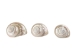 Natural Pearl Polished Turbo Imperialis Shell: Small - 1143-P-PL-S (Y3L)