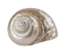 Natural Pearl Polished Turbo Imperialis Shell: Small - 1143-P-PL-S (Y3L)