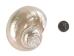 Natural Pearl Polished Turbo Imperialis Shell: Extra Large - 1143-P-PL-XL (Y3LRU)