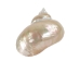 Natural Pearl Polished Turbo Imperialis Shell: Extra Large - 1143-P-PL-XL (Y3LRU)