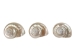 Natural Pearl Polished Turbo Imperialis Shell: Extra Large - 1143-P-PL-XL (Y3LRU)