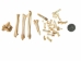 Assorted Small & Broken Loose Bobcat Bones (5 lbs) - 1180-SB-BOB (Y1MC10)