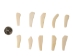 Replica Water Buffalo Tooth Bone Pendant with Hole - 128-WBT-AS (Y1MC01)