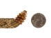 5/8" Real Prairie Rattlesnake Hat Band with Rattle: Medium Color - 1282-HB162RRM (Y2LRA)