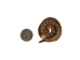 Coiled Prairie Rattlesnake: ~2" - 1282-M101S-AS (Y2LC06)