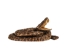 Coiled Prairie Rattlesnake: ~2" - 1282-M101S-AS (Y2LC06)