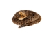 Coiled Prairie Rattlesnake: ~2" - 1282-M101S-AS (Y2LC06)