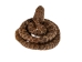 Coiled Prairie Rattlesnake: ~2" - 1282-M101S-AS (Y2LC06)