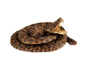 Coiled Prairie Rattlesnake: ~2" mounted prairie rattlesnakes