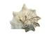 Mexican Left Hand Lightning Whelk Shells: 5" to 6" - 1361-0506-AS (Y1XC08)