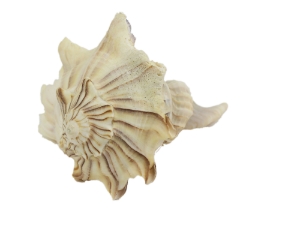Mexican Left Hand Lightning Whelk Shells: 5" to 6" 