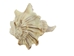 Mexican Left Hand Lightning Whelk Shells: 5" to 6" - 1361-0506-AS (Y1X)