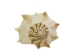 Mexican Left Hand Lightning Whelk Shells: 6" to 7" - 1361-0607-AS (Y1XC08)
