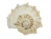 Mexican Left Hand Lightning Whelk Shells: 7" to 8" - 1361-0708-AS (Y1XC08)