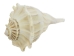 Mexican Left Hand Lightning Whelk Shells: 7" to 8" - 1361-0708-AS (Y1XC08)