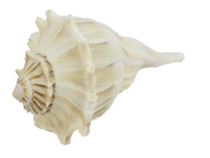 Mexican Left Hand Lightning Whelk Shells: 7" to 8" 