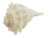 Mexican Left Hand Lightning Whelk Shells: 7" to 8" - 1361-0708-AS (Y1X)