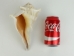 Mexican Left Hand Lightning Whelk Shells: 8" to 9" - 1361-0809-AS (Y3JRK)