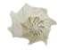 Mexican Left Hand Lightning Whelk Shells: 8" to 9" - 1361-0809-AS (Y3JRK)