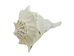Mexican Left Hand Lightning Whelk Shells: 8" to 9" - 1361-0809-AS (Y3J)