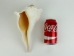 Mexican Left Hand Lightning Whelk Shells: 9" to 10" - 1361-0910-AS (Y3JRK)