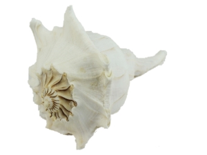 Mexican Left Hand Lightning Whelk Shells: 9" to 10" 