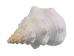 Mexican Horse Conch Shell: 10" to 11" - 1362-1011-AS (Y3LRT)