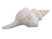 Mexican Horse Conch Shell: 10" to 11" - 1362-1011-AS (Y3LRT)