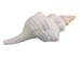 Mexican Horse Conch Shell: 10" to 11" - 1362-1011-AS (Y3J)