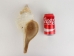 Mexican Horse Conch Shell: 11" to 12" - 1362-1112-AS (Y3JRB)