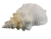 Mexican Horse Conch Shell: 11" to 12" - 1362-1112-AS (Y3JRB)