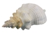 Mexican Horse Conch Shell: 11" to 12" - 1362-1112-AS (Y3J)