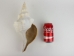 Mexican Horse Conch Shell: 12" to 13" - 1362-1213-AS (Y1HRK)