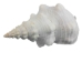 Mexican Horse Conch Shell: 12" to 13" - 1362-1213-AS (Y1HRK)