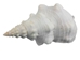 Mexican Horse Conch Shell: 12" to 13" - 1362-1213-AS (Y3J)