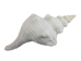 Mexican Horse Conch Shell: 12" to 13" - 1362-1213-AS (Y1HRK)