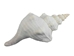 Mexican Horse Conch Shell: 12" to 13" - 1362-1213-AS (Y3J)