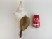 Mexican Horse Conch Shell: 13" to 14" - 1362-1314-AS (Y3JRF)