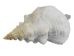 Mexican Horse Conch Shell: 13" to 14" - 1362-1314-AS (Y3JRF)