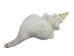 Mexican Horse Conch Shell: 13" to 14" - 1362-1314-AS (Y3JRF)