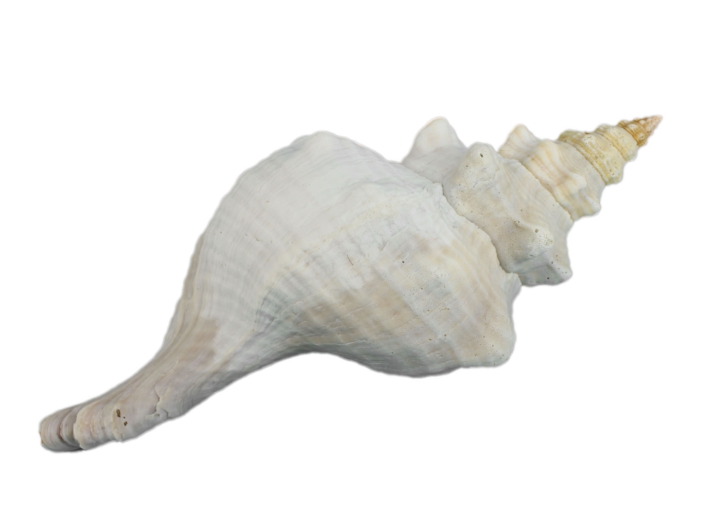 Conch Shell