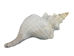 Mexican Horse Conch Shell: 13" to 14" - 1362-1314-AS (Y3J)