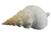 Mexican Horse Conch Shell: 14" to 15" - 1362-1415-AS (Y3ERK)