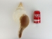 Mexican Horse Conch Shell: 14" to 15" - 1362-1415-AS (Y3ERK)