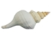 Mexican Horse Conch Shell: 14" to 15" - 1362-1415-AS