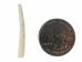 Dentalium Neohexagonum: 1.25" (100 pieces) - 1368-125-100