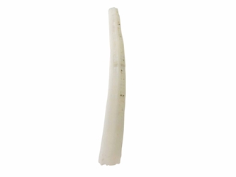Dentalium Neohexagonum: 1.25" (100 pieces) dentalia, tusk shells