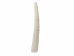 Dentalium Neohexagonum: 1.25" (100 pieces) - 1368-125-100